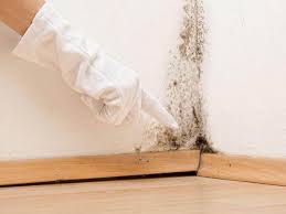 Reliable Gassville, AR Mold Removal & Remediation Solutions